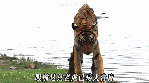 老虎箭頭 在2025年6月19日，於一顆大樹下安詳離世，走完了牠11年的傳奇虎生（不同的說唱風格希望大家能喜歡）#科普 #說唱 #用歌說故事 #動物的一生 