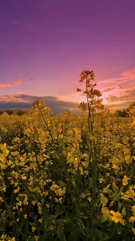 #unfrezzmyaccount #اللهم_صلي_على_نبينا_محمد #صباح_الخير 