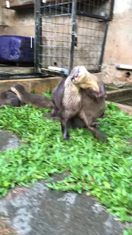 Otter lupa naro anaknya 😱😂  saking kompak semua anak otter mode suara ciak-ciak.  Kalau yang bersuara hanya yg di dalam kandang sih pasti auto terdeteksi. #otterluna #otterbandung #otterindonesia #masyaallahtabarakkallah #babyotter 