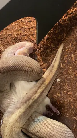 Meanwhile Back On The Ranch part 2 #LargeRat 🐀