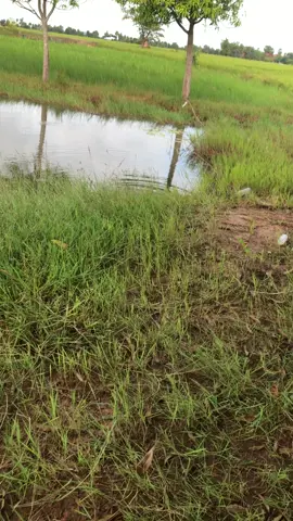 បង្កៃរត្រីតាមស្រះ🎣🥰