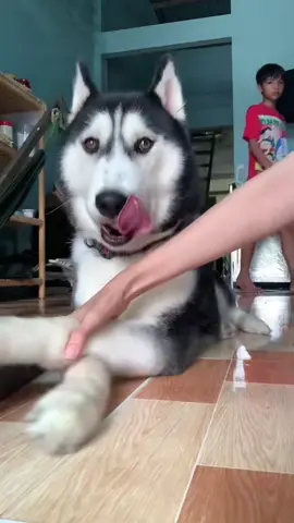 Lúc này Bắp chỉ mới 10tháng tuổi, nói i love you nghe rất rõ#dindinvabap #bapthui #husky #cutedog #xhuongtiktok 