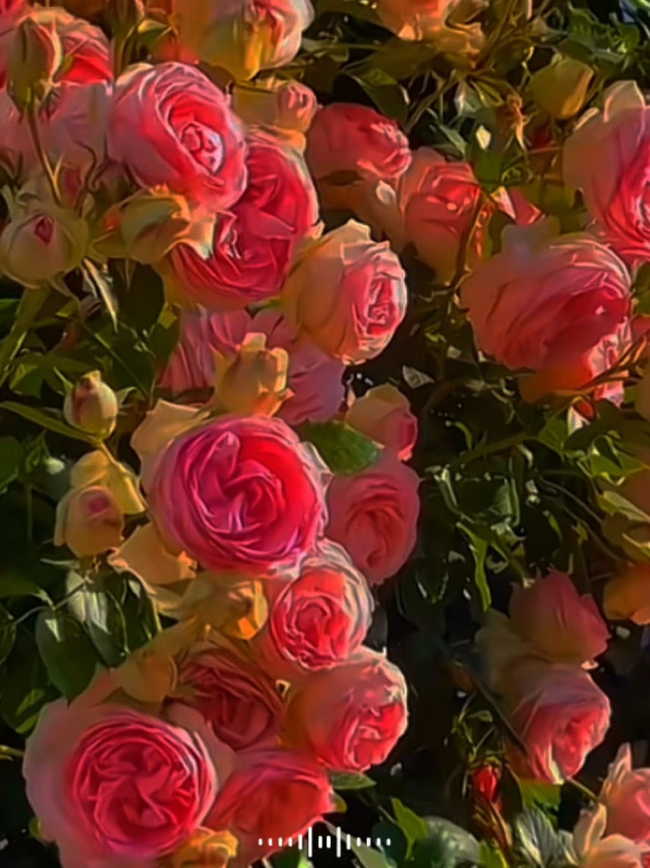 I LOVE YOU CỐT NHÌU 🌷....#xh #vairal #fyp #tet2025 #quangvu326 