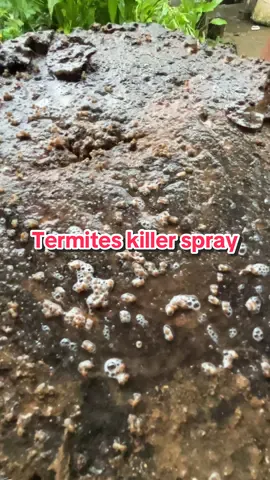 #creatorsearchinsights #termitekiller #termitekillerspray #termitecontrol #pamatayanay 