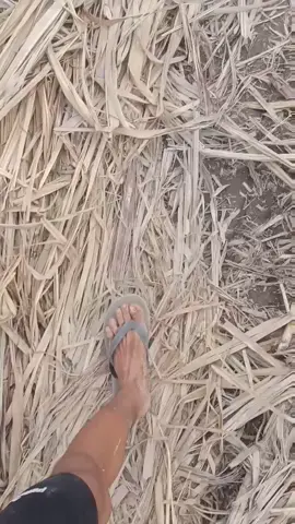 #soundthesip #traktorsawah #musimtebu2025 #kediri24jam #sumberrejekigarage 