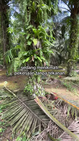 🤙🏻 #kulisawit #egrekpalkinglong #pemanensawit #sawitkalimantan #fpyvirallvideo😍😍 