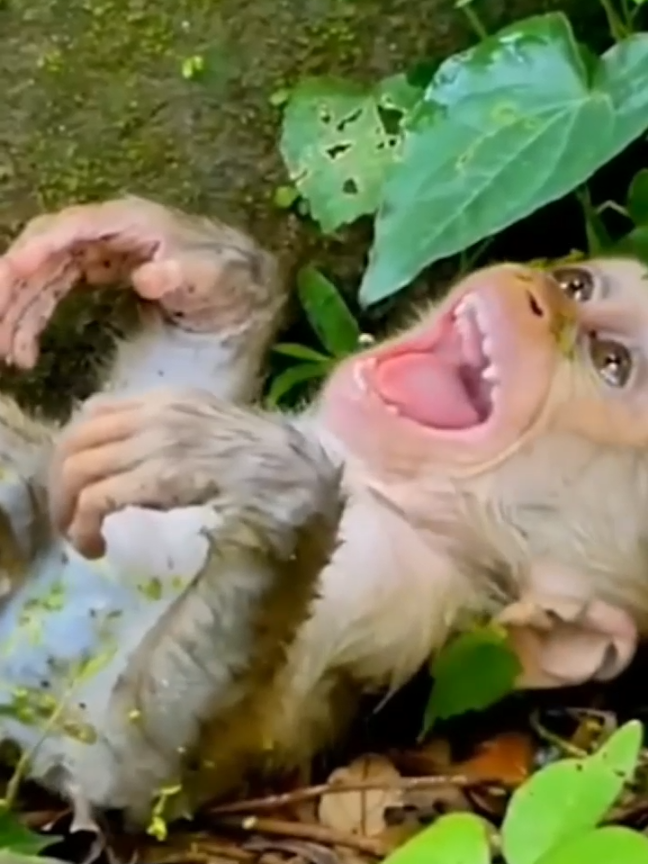 Poor baby is still can't meet mom yet #baby #sister #trend #viral #newborn #new #mom #animals #monkey #tiktok #viral #trend 