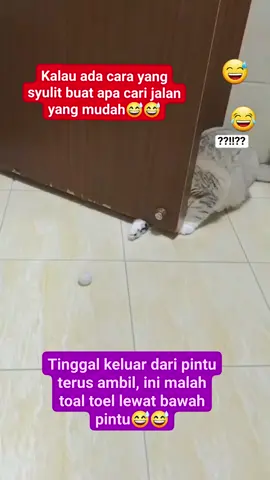 #creatorsearchinsights #meongcute😹 #livefest2025 #fyp 