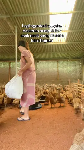Bojone ijek di proses tuhan#trend#peternakmuda #juragan #peternakan #peternakmuda #fyp #mamamuda 