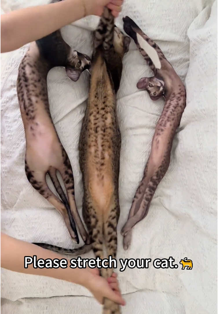Please stretch your cat.#cat#funny#fyp#foryou#pet 