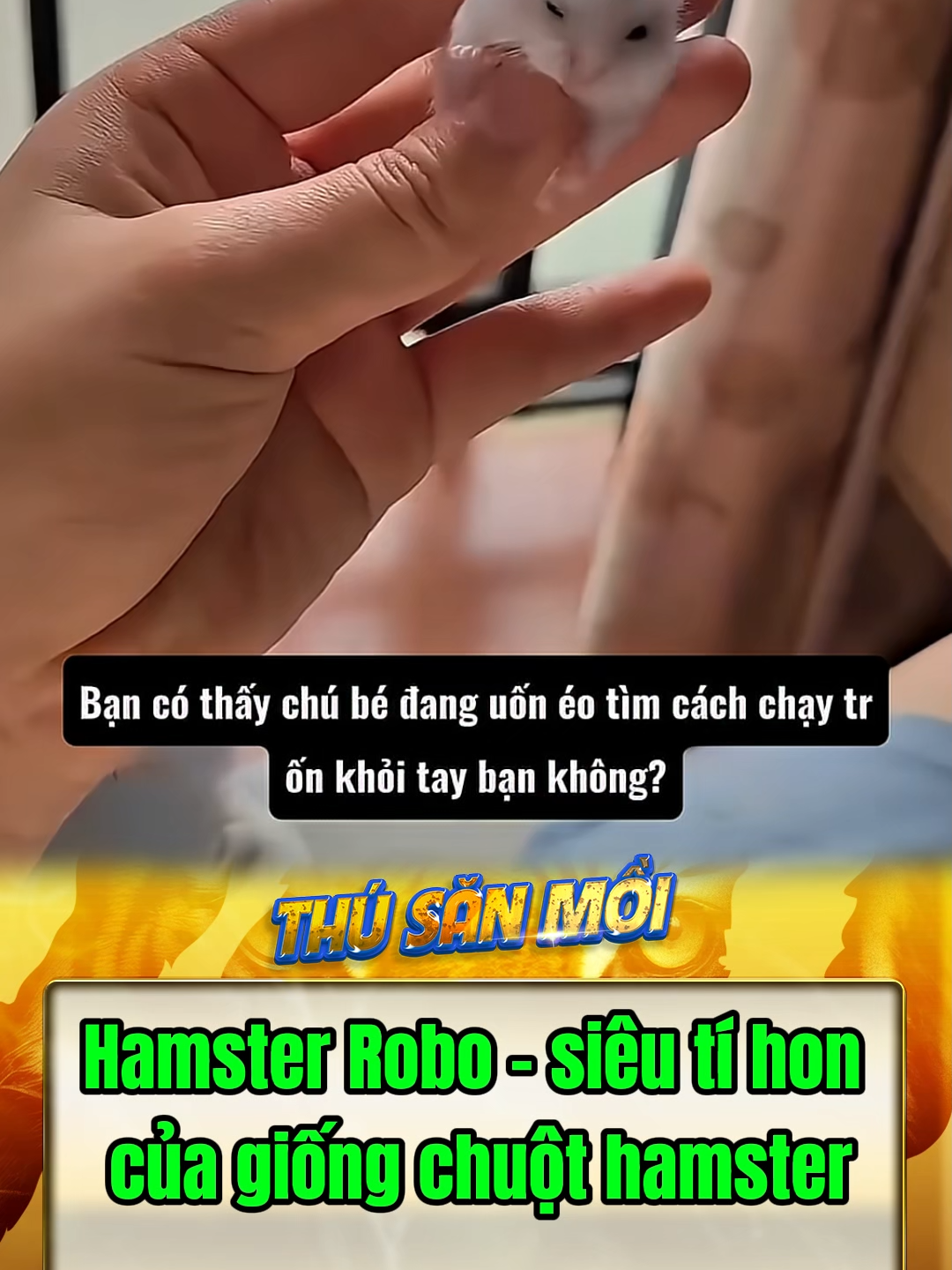 Hamster Robo - siêu tí hon của giống chuột hamster #funnyanimals #kienthuc #khampha #thuvi #dongvat #hamsterrobo