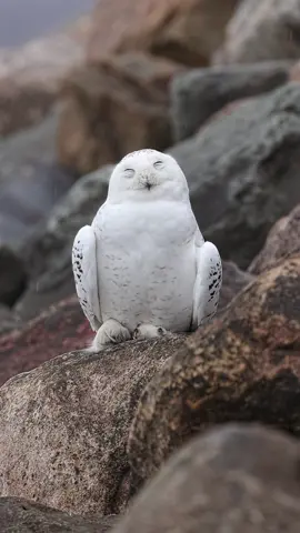 Snowy Owl in a light snow flurry. Quiet, steady, almost timeless. . . . . #snowyowl #owl #wildlifephotography #naturelover #quebec 