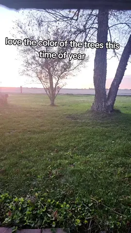 #fall #christmas #littledebbiechristmastreecakes #snacks #littledebbie 