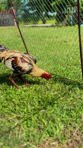 รอบที่แล้วจับยอมมาเพราะเราอ่อนนิ่มเกินไปครั้งนี้จะทำให้ดีกว่าเดิม🙏🙏#ท่านคุณ #ชัชวาลย์ #เด็กเซียน #เด็กเลี้ยงไก่ #อย่าปิดการมองเห็น 