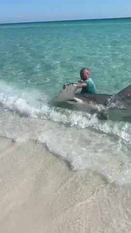 Let me see Your Biggest Fish??? My Last Post Of this Majestic Animal… 13’2”+ Greater Hammer Head Shark Caught by me and My Friend Rob.Was Released And Swam Away Safely,Until The Next One here on the Gulf Of America 🇺🇸 #n#navarrebeachl#landbasedsharkfishingt#towerclimbersofamericap#panhandlet#tiagra130