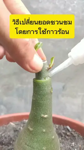 Adenium love#วิธีเปลี่ยนยอดชวนชมโดยการใช้กาวร้อน #Adenium #ดอกไม้ #เกษตร #การขยายพันธุ์พืช 