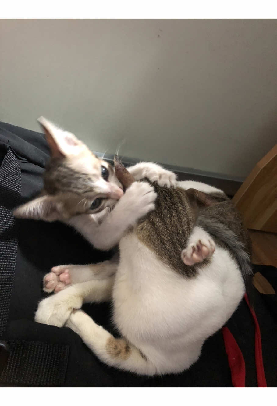 🐟#cat #meo #trending #tiktok #xuhuong 