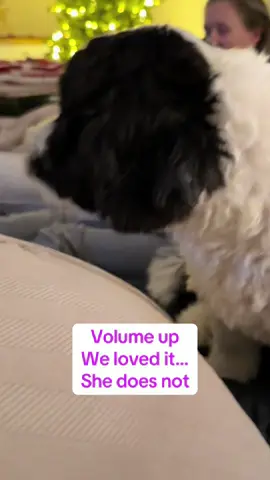 Aspen is NOT a fan of the light up sheepdog Xmas decor. #christmasdogsoftiktok #aspenthefloof #dogsoftiktok #homedepotdog 