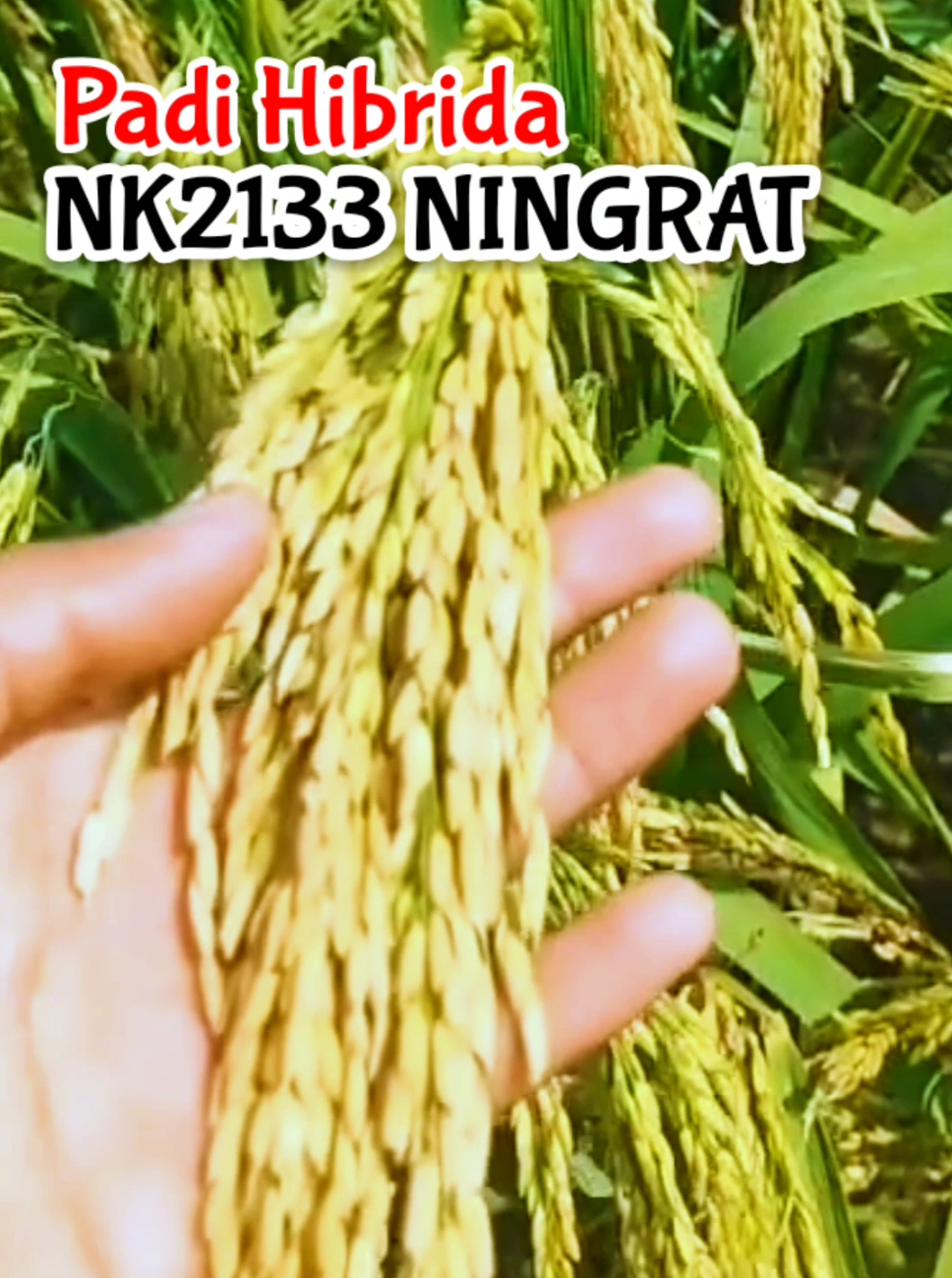 NK2133 Ninggrat adalah benih padi hibrida dari Syngenta terbaru yang memiliki bulir padi yang bening, isian malai yang padat, serta ketahanan terhadap penyakit hawar daun bakteri dan blas. Dengan hasil panen dan rendemen yang tinggi, NK2133 memberikan hasil yang berat, serta tangguh ditanam di musim penghujan dan lahan tegalan. Ada beberapa keunggulan menanam padi hibrida NK2133 Ninggrat antara lain : #bibitpadink2133ningrat