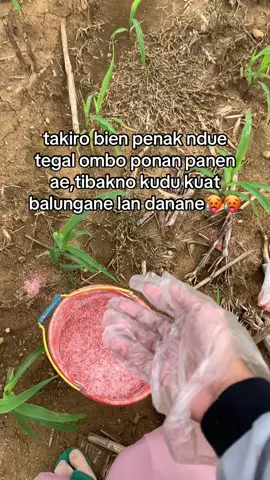 wong nandur bakale ngunduhh #petanimuda #masukberandafyp #trendingtiktok #sobatngaret #xbyzca 