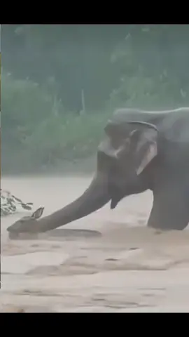 Sohrat873#nature#haywanlar #komek#hestdhot 