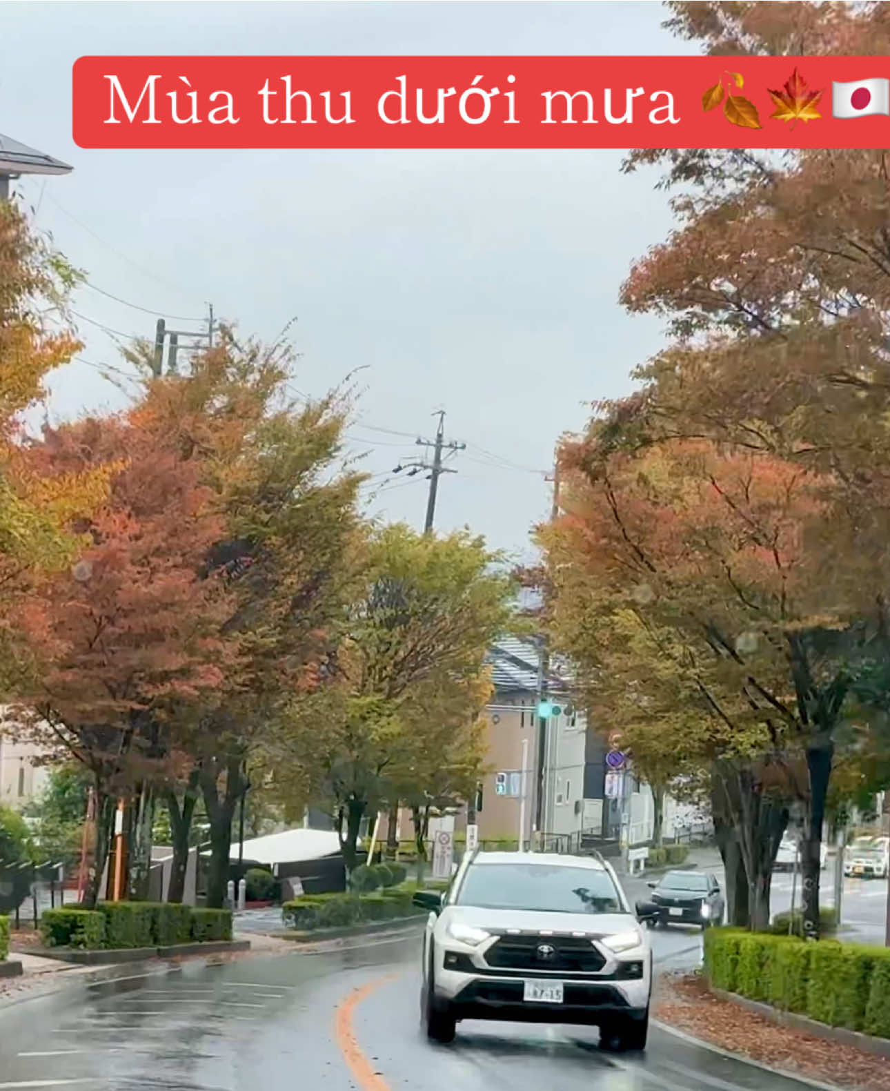 Mùa thu đẹp đến thế 🫠#japan 