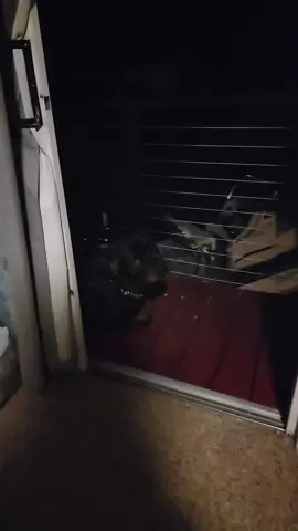 #dog #rottweiler #dogsoftiktok #tallahassee #florida 