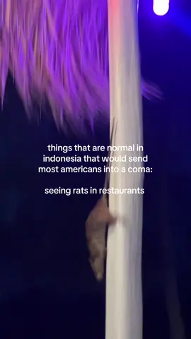 To be fair most restaurants are completely outside lol #rats #fyp