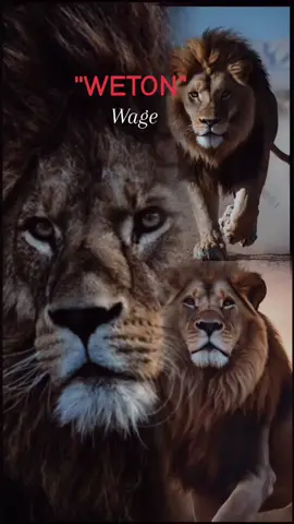 .... #fypシ゚ #foryou #wage #primbonjawa