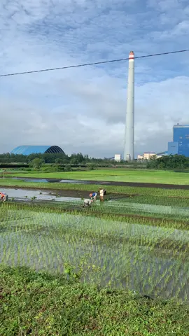 Bunton wis musim tandur🍃#cilacaptimur 