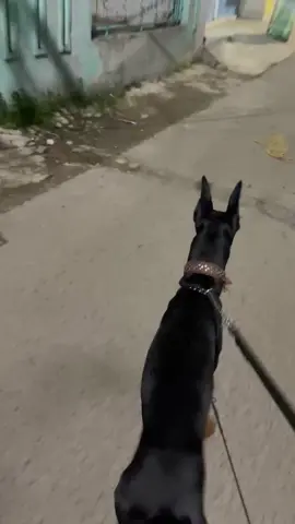 Bruno #doberman #dobermannlove #iyayyyhrdna 