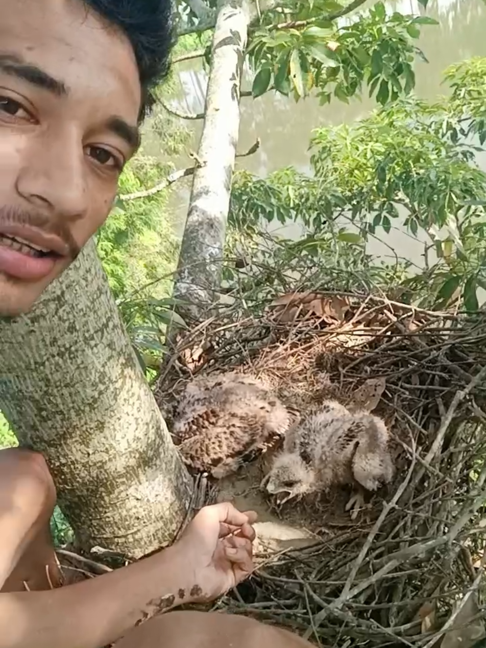 ঈগল সংগ্রহ 🦅🦅🦅🦅 #tiktok #viralvideo #আকাশেররাজাঈগল #foryou #sportsontiktok 