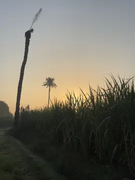 #کسان مافیا ☠️#Forming🌾 #foryoupage #foryoupage 