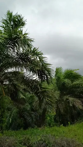 hujan badai angin ribut ttp semangat 🔥 #fyp#vibes #kebunsawit #storisawit🌴 #fyppppppppppppppppppppppp 