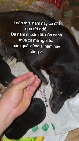 #càphê #chó #thaisan 