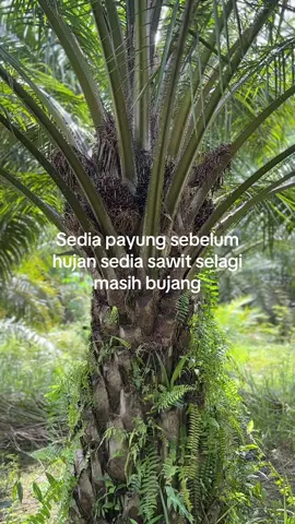 3 poko pun jadi#petanimuda #petanisawit 