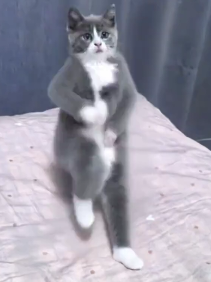 Munchkin cat Magnificent Performance 