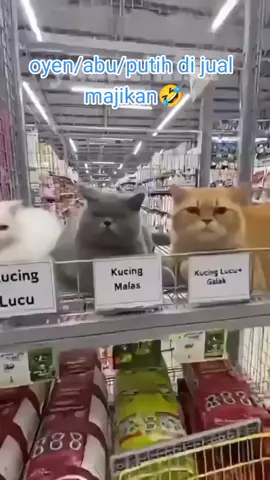 oyen dan Genk d jual🤣