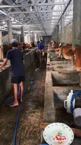 #bredingsapi #peternaksapiindonesia #fypシ゚ #promomakan1111 