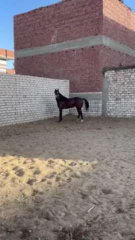 المهيب ✈️🦅🐎💪🔥