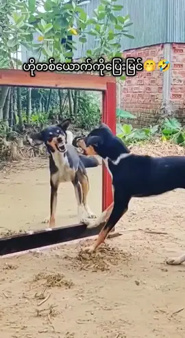 #🤣🤣🤣 #ရီစရာဟာသ #ကြိုက်ရင်အသဲပေးခဲ့ #မျက်နှာမပြောင်ရရင်မနေနိုင်😅 #fyp 