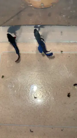 មេីលដល់ចប់បានដឹងបងប្អូន#ត្រីក្រឹមជល់វៀតណាម 