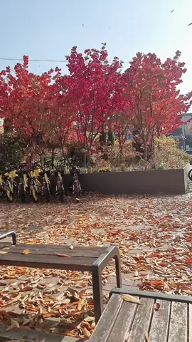 musim gugur tlah tiba#🍃 #pmikorea🇮🇩♡🇰🇷 #tiktokvideo #cirebontarlingpantura 