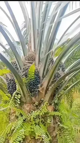 🌱 PPKS Simalungun dikenal sebagai salah satu varietas unggulan dari hasil penelitian Pusat Penelitian Kelapa Sawit. Dikenal tangguh di berbagai kondisi lahan, varietas ini punya produktivitas tinggi, tandan buah besar, dan kadar minyak yang melimpah. Dari masa tanam hingga panen, PPKS Simalungun tetap stabil menghasilkan, cocok banget buat petani yang mau hasil maksimal dan awet panjang umur 🌴✨ #PPKSSimalungun #BibitUnggul #PertanianIndonesia #TanamYuk #TandanBesar 