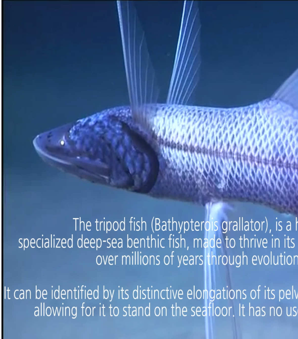 No, tripod fish do not life lives of extreme suffering. #tripodfish #fish #icthyology #marinebiology #deepsea 
