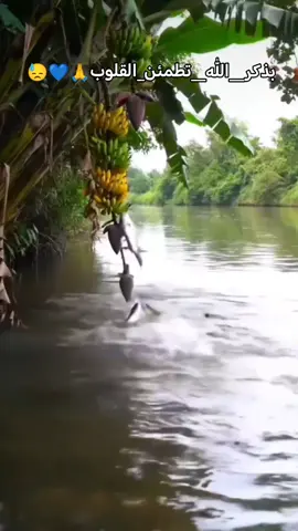 #اللهي_انت_اعلم_مافي_القلوب💔🥀🙏💙 #بذكر__الله__تطمئن_القلوب🥹🙏💚🕊 #لايك_متابعه_اكسبلور_تعليق_مشاركةi🤲💚💙 #حتى_استمر_وياكم_بالنشر🥰💚🤍 #اللهم_سترك_ورحمتك_وعفوك_ورضاك_ومغفرتك 