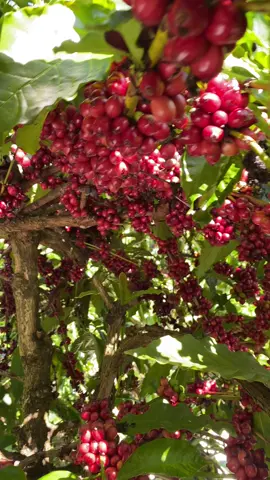 kéo bạt thôi các bác ơi🤩 #caphê #zzzzzzzzzzzzzzzzzzzzzzzzzzzzzzzzzzz #xh #fpy #tâynguyên 