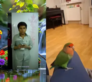 #duet with @Metallic lamp #parrotsoftiktok #funnyparrots #funnylovebird #funnycockatoo 