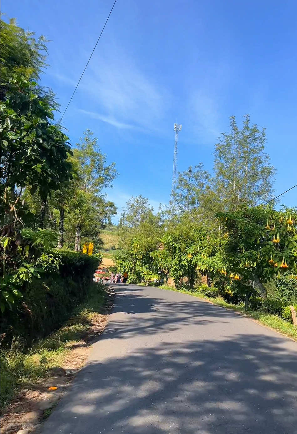 Selalu take video kalau lewat kebun teh ini, pemandangan nya indah banget 🍃 #kebuntehtambi #kebuntehsikatok #wonosobo 