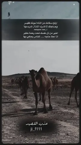 #عذب_القصيد #محمود_الجبلي #قصائد_شعر_خواطر #الشعب_الصيني_ماله_حل😂😂 #قصائد_شعر_خواطر 